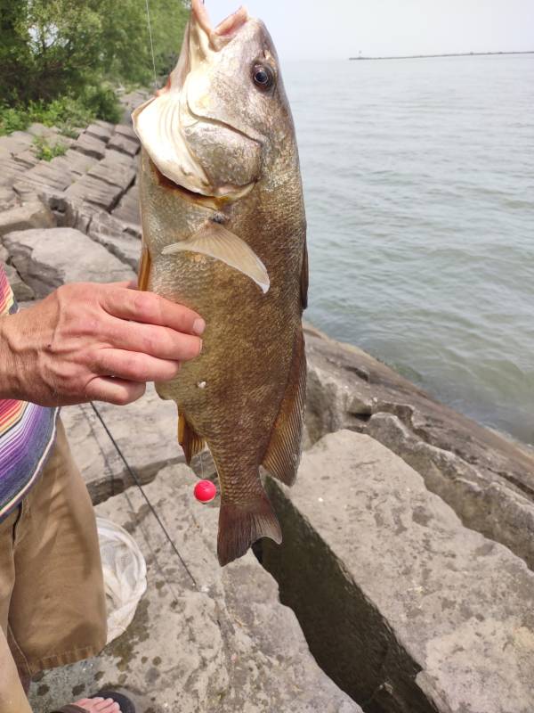 Freshwater drum in Chagrin Falls