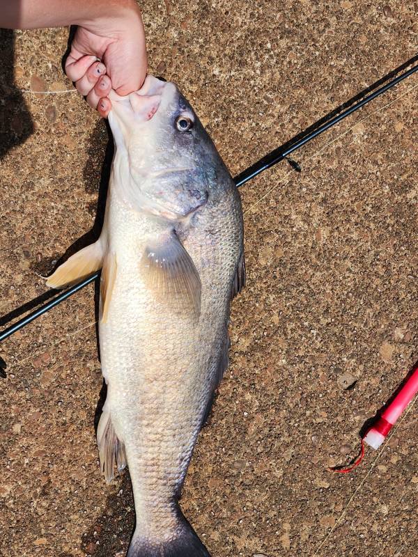 Freshwater drum in Erlanger