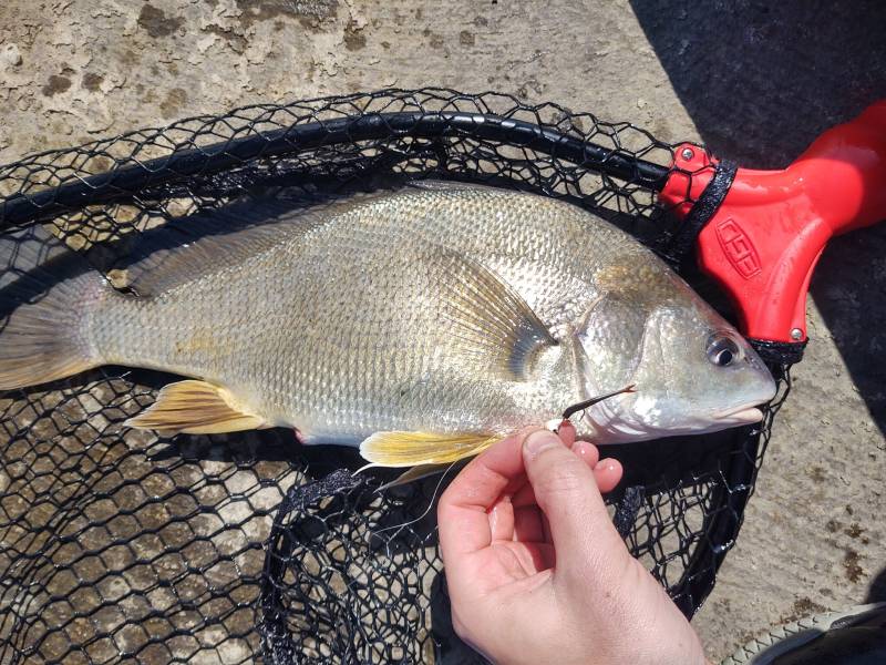 Freshwater drum in Coloma