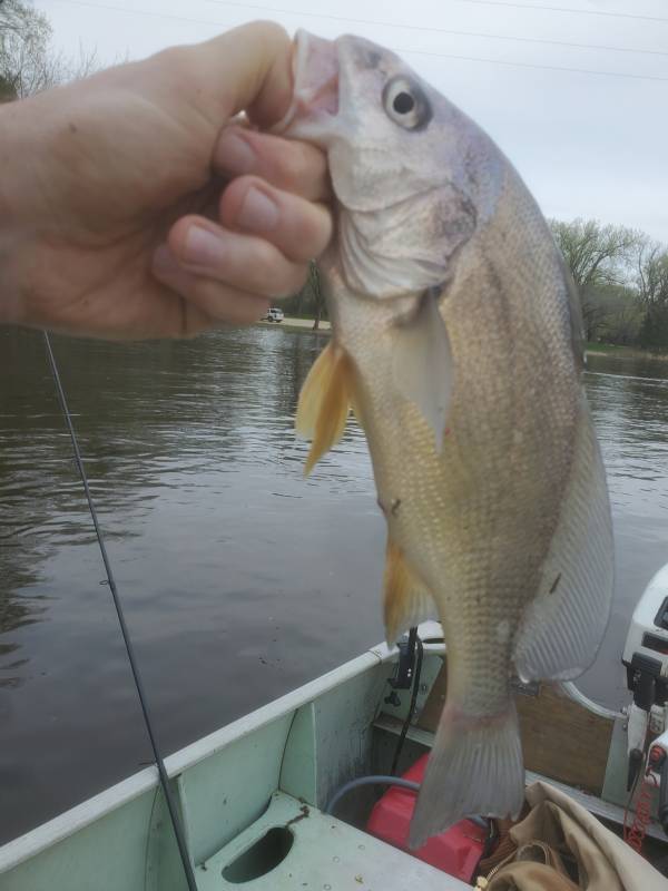 Freshwater drum in Wisconsin