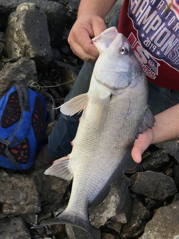 Freshwater drum in Riley County