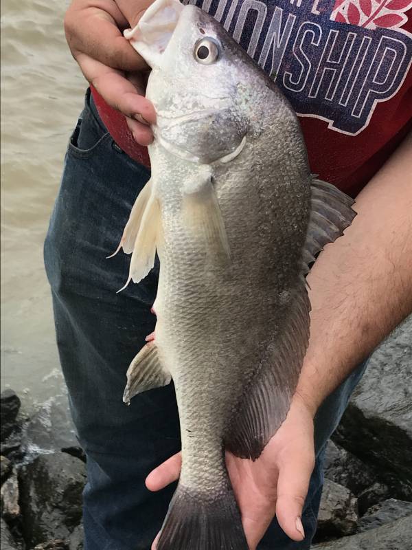 Freshwater drum in Riley County