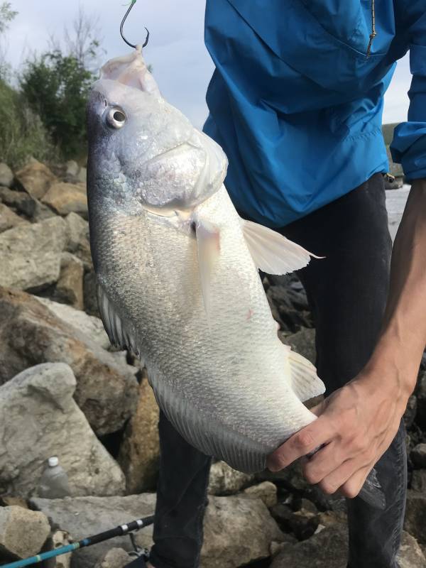 Freshwater drum in Riley County