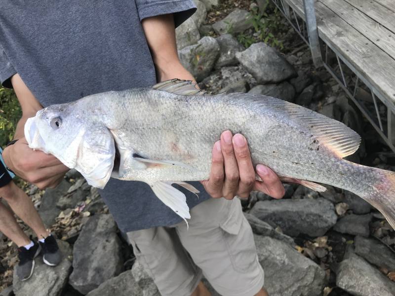 Freshwater drum in Riley County