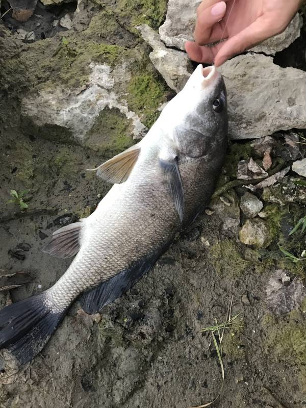 Freshwater drum in Riley County