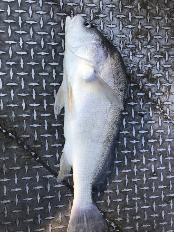 Freshwater drum in Riley County