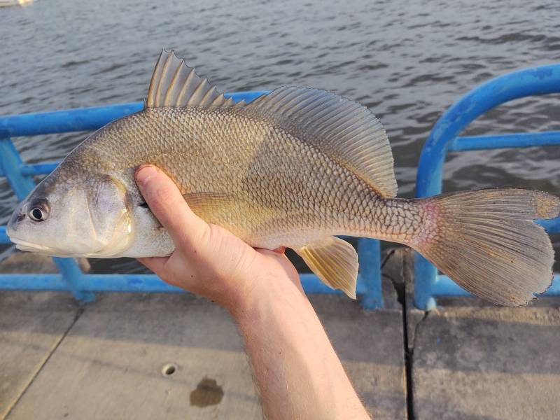 Freshwater drum in Coloma