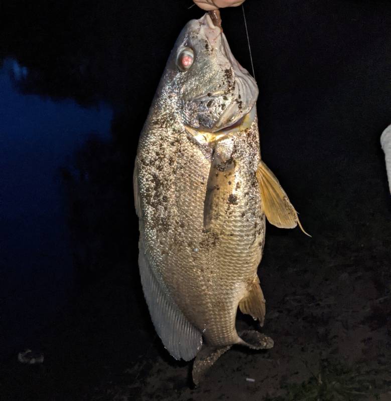 Freshwater drum in Fox Lake