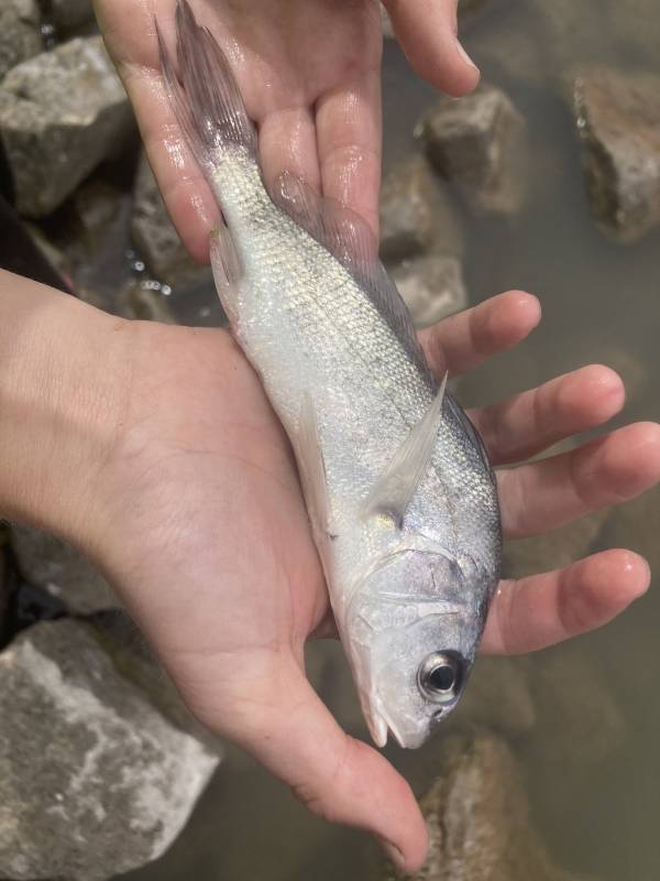 Freshwater drum in Oklahoma