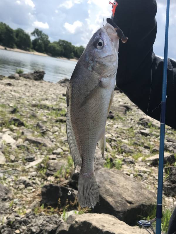 Freshwater drum in Riley County