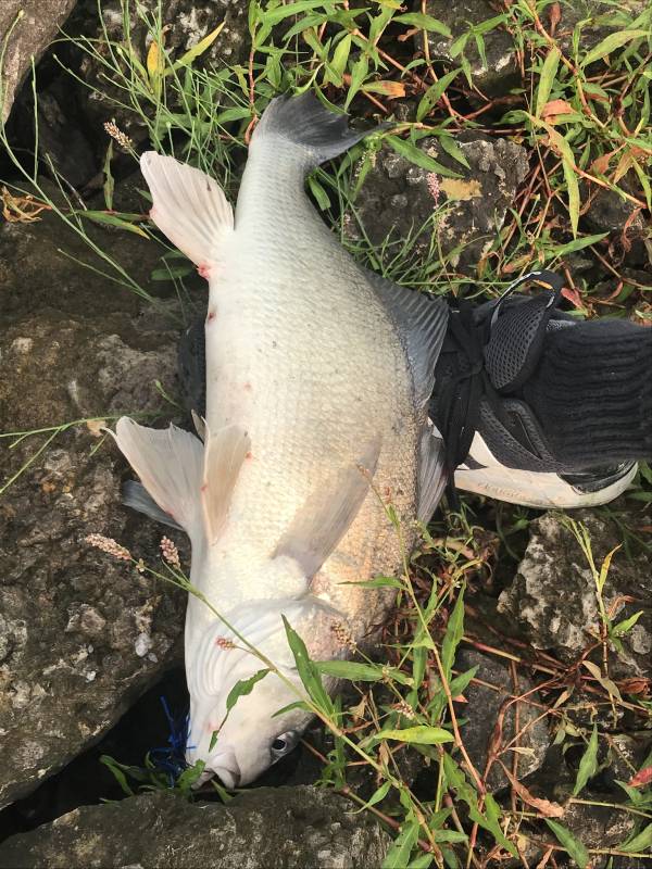 Freshwater drum in Riley County