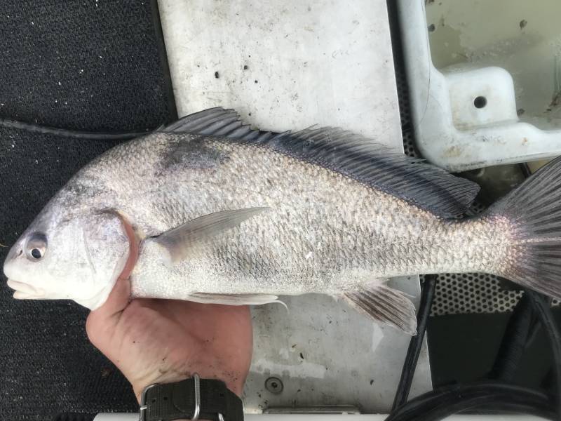 Freshwater drum in Port Lavaca