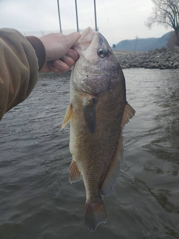 Freshwater drum in Winona County