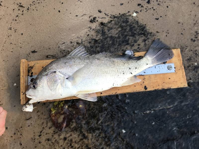 Freshwater drum in North Cleveland