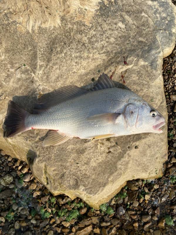 Freshwater drum in South Dakota