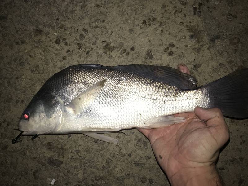 Freshwater drum in Round Top
