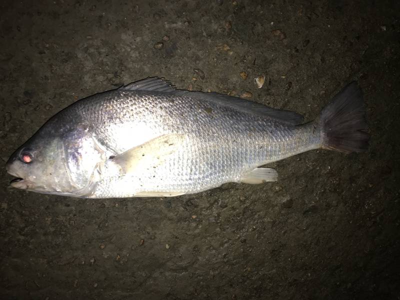 Freshwater drum in Round Top