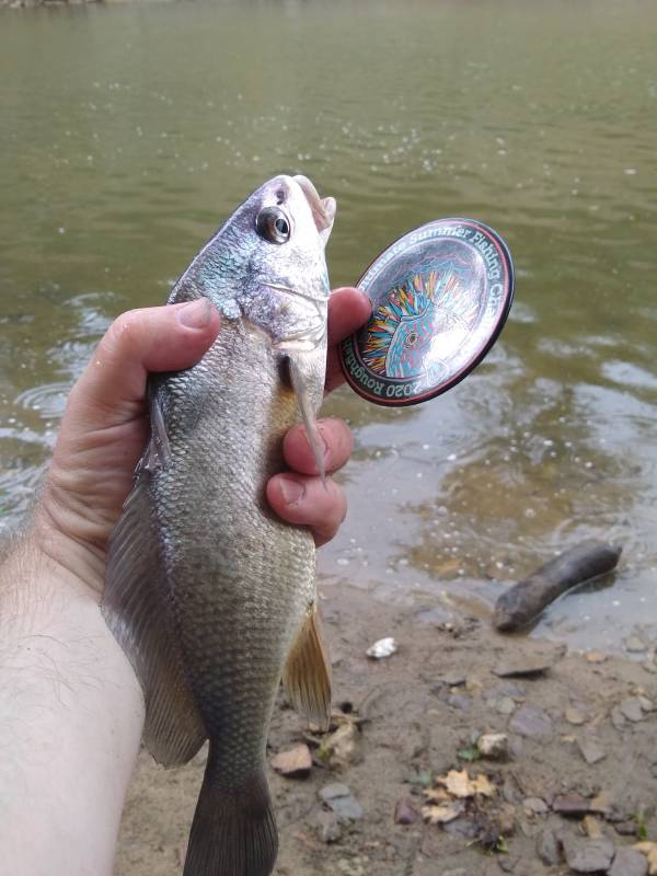 Freshwater drum in Joliet