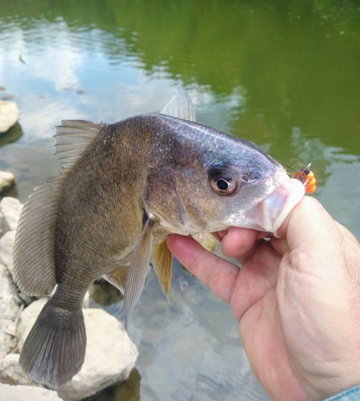 Freshwater drum in Illinois