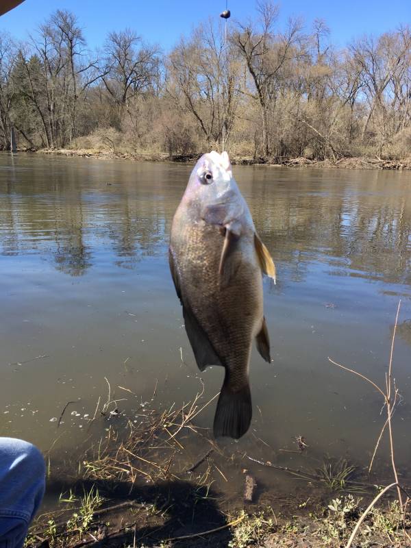Freshwater drum in Eagan
