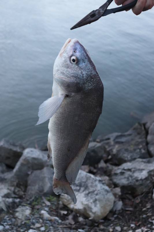 Freshwater drum in Clyde