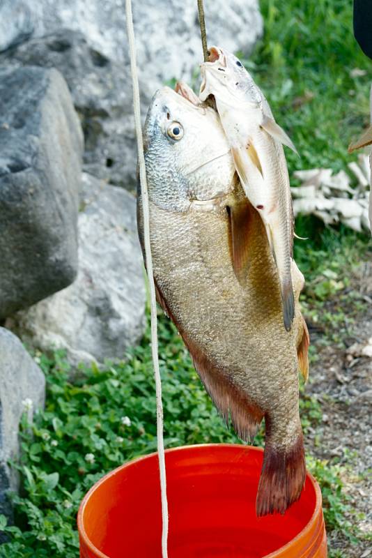 Freshwater drum in Hoffman Estates