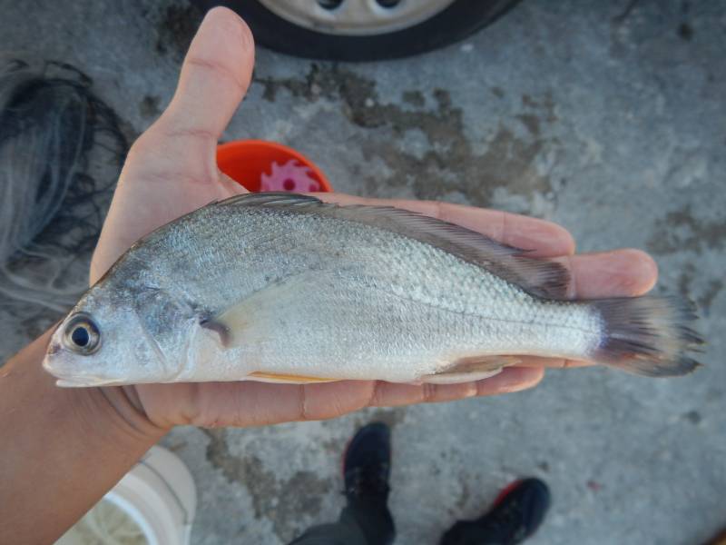 Freshwater drum in Morgan