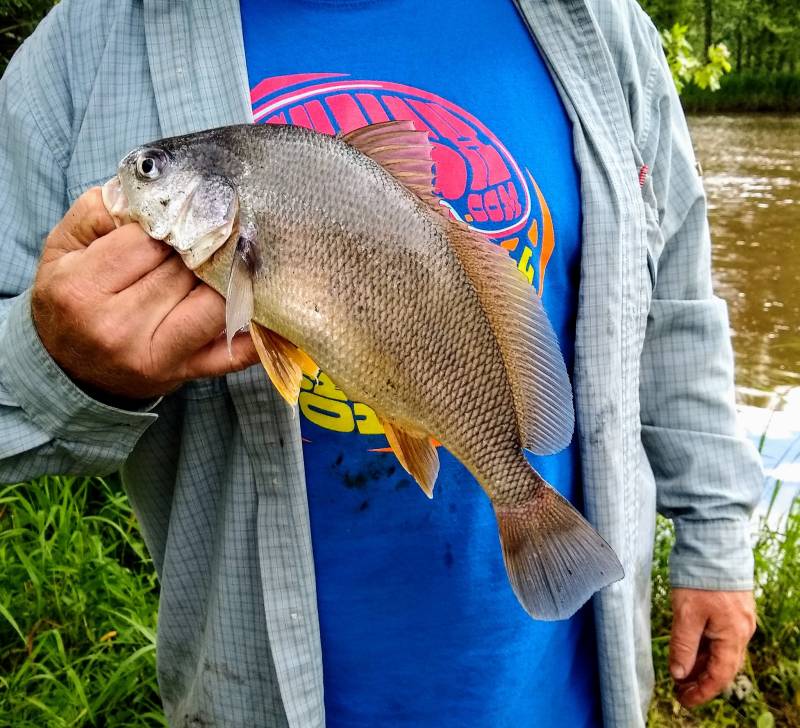 Freshwater drum in Iowa County