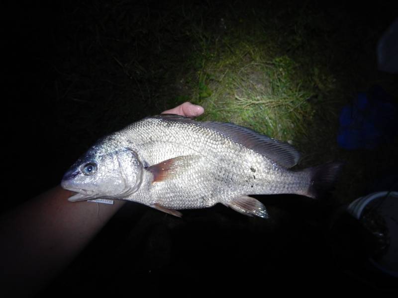 Freshwater drum in Granger