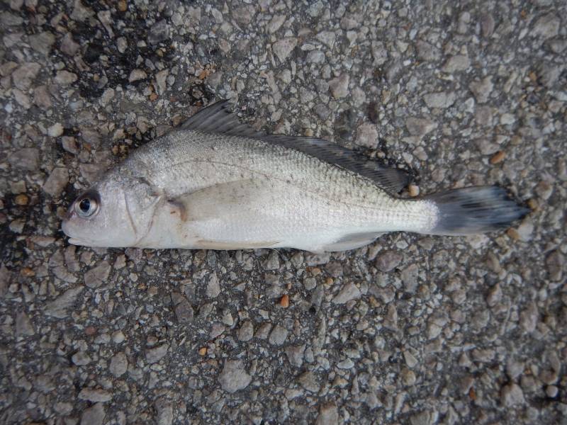 Freshwater drum in Granger
