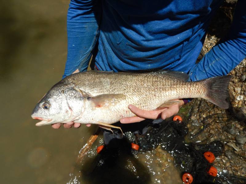 Freshwater drum in Granger