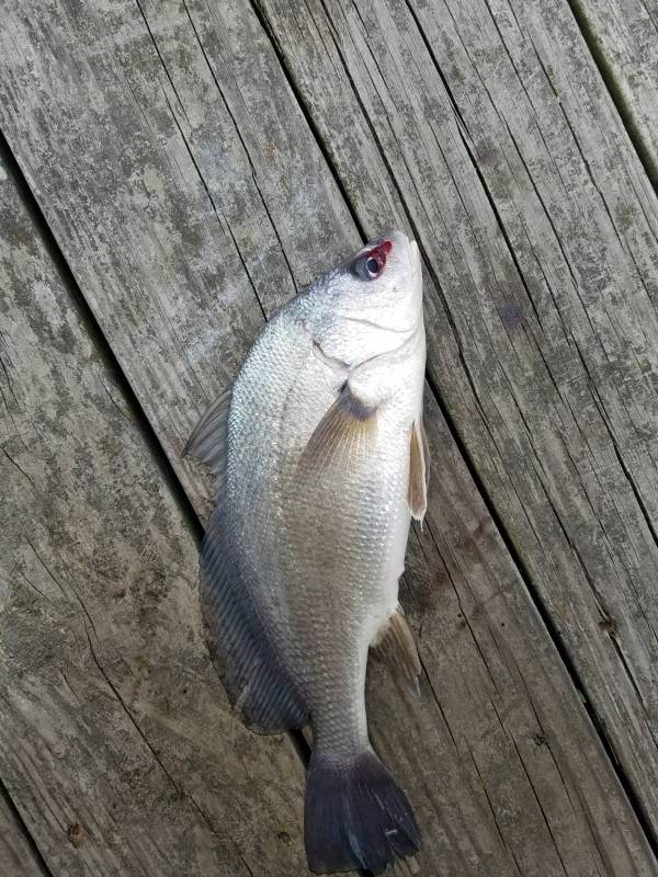 Freshwater drum in Winona County