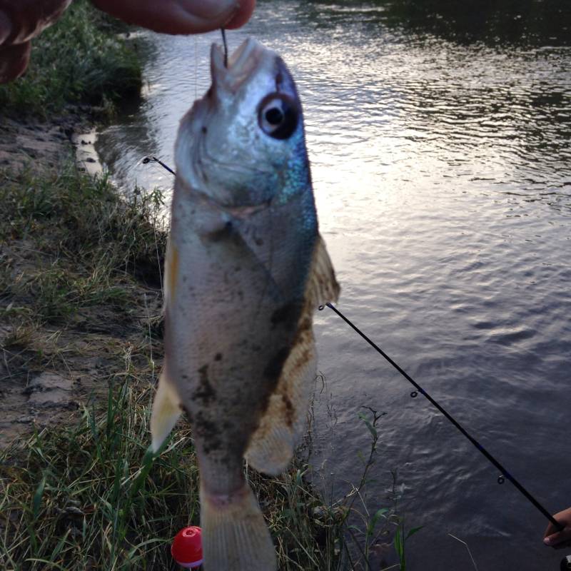 Freshwater drum in Iowa