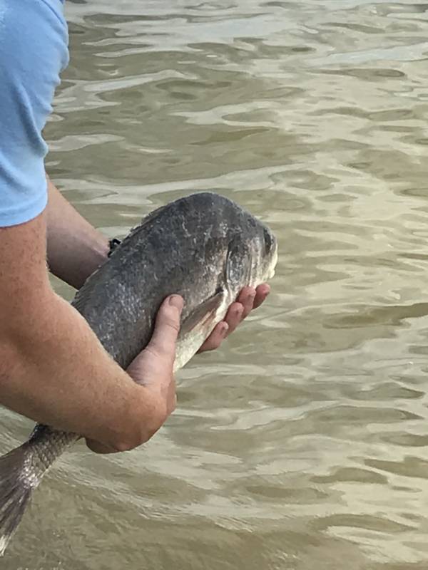 Freshwater drum in Erlanger