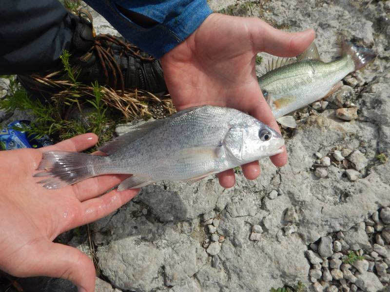 Freshwater drum in Bruceville-Eddy