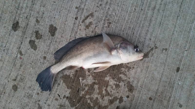 Freshwater drum in Tennessee