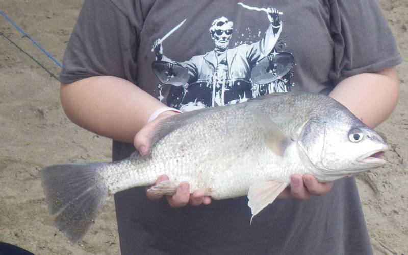Freshwater drum in Indiana