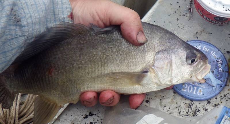 Freshwater drum in Wisconsin