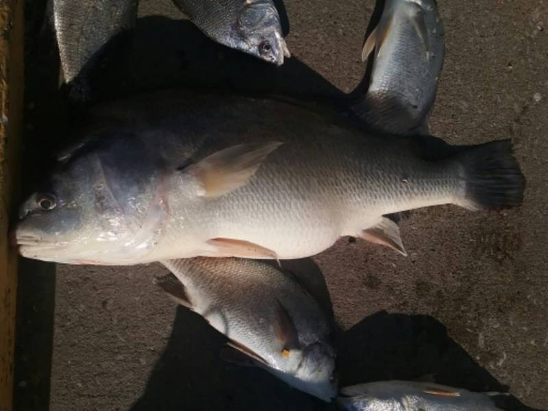 Freshwater drum in Davenport