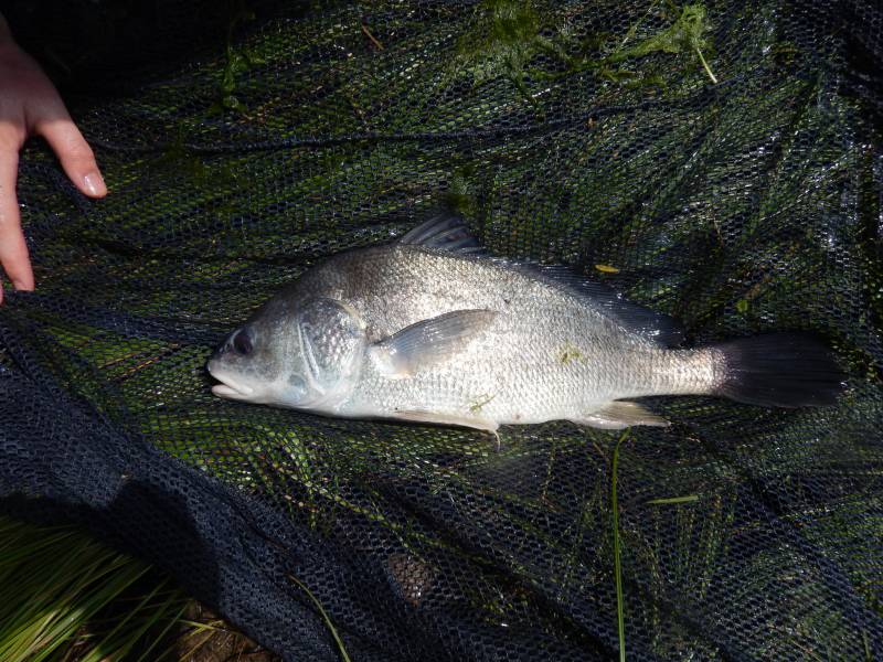 Freshwater drum in Rising Star