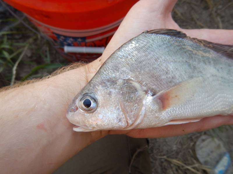 Freshwater drum in Santa Anna