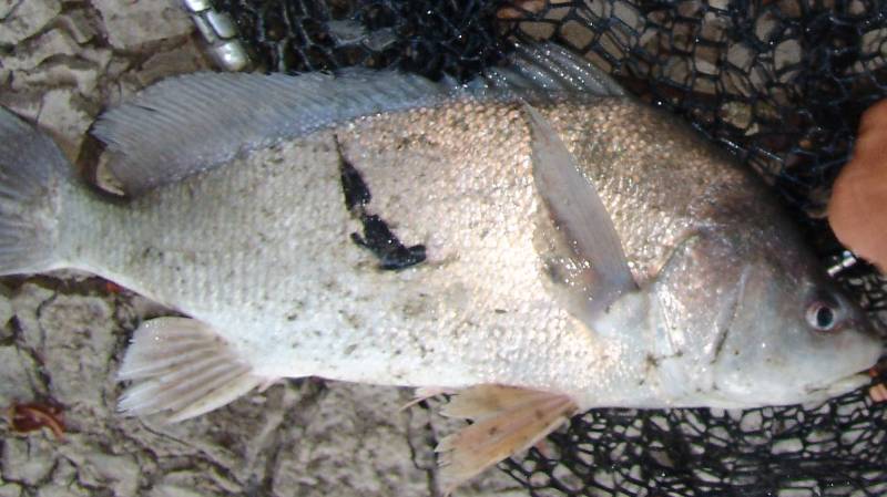 Freshwater drum in Trumann