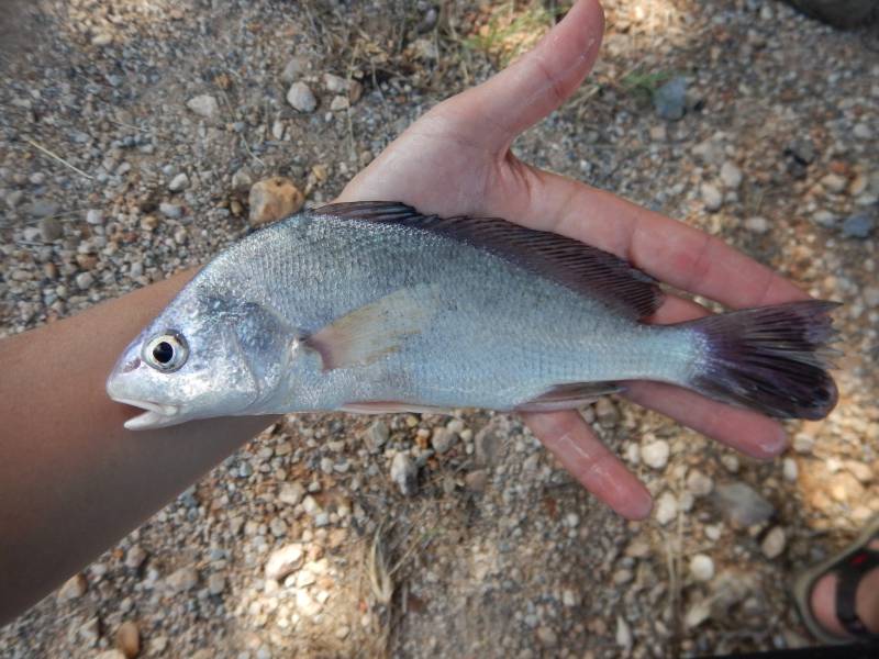 Freshwater drum in San Saba