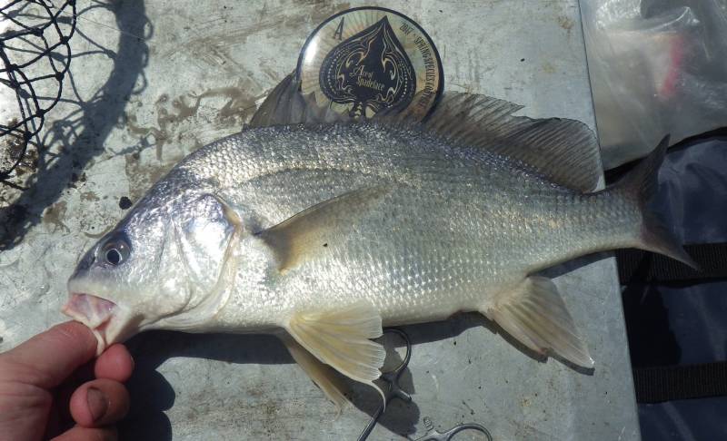 Freshwater drum in Wisconsin