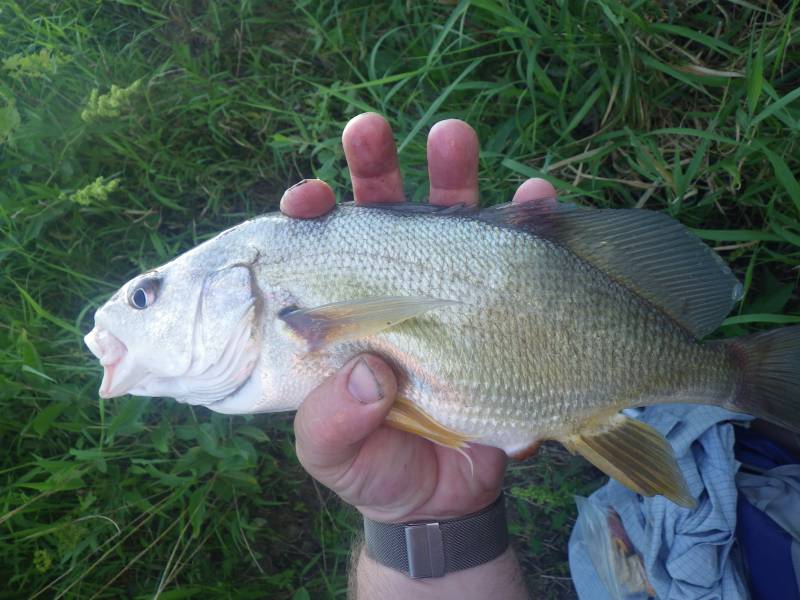 Freshwater drum in Manchester