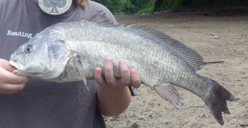 Freshwater drum in Illinois