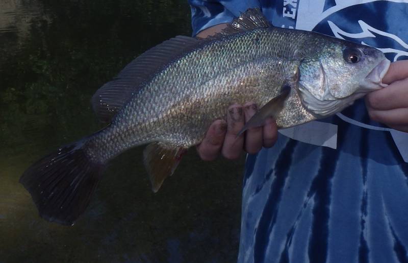 Freshwater drum in Joliet