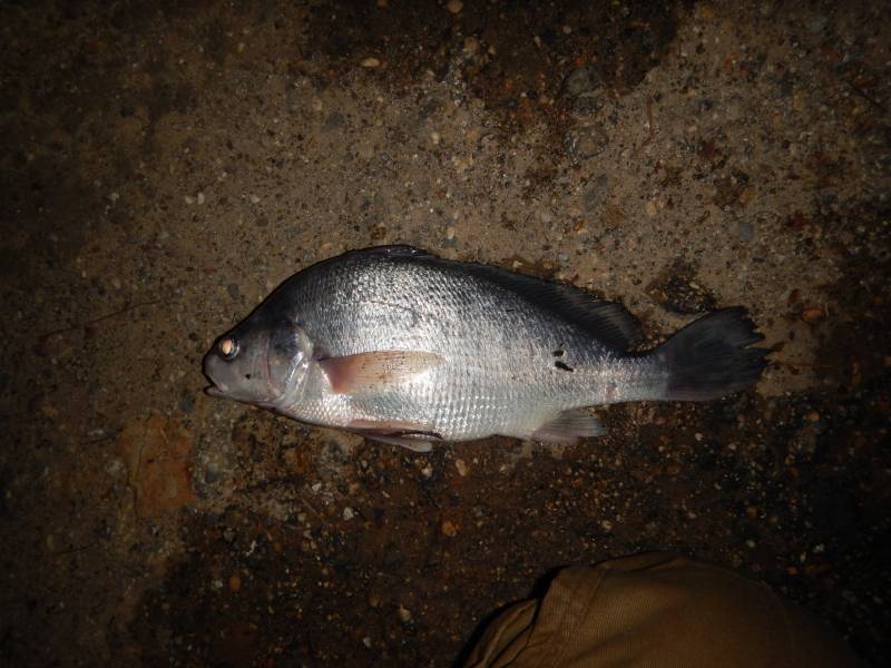 Freshwater drum in Burke