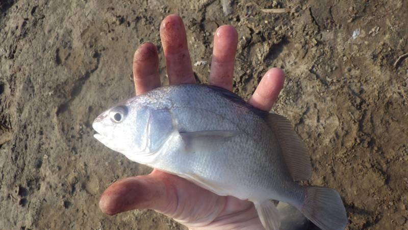 Freshwater drum in Illinois