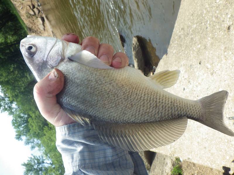 Freshwater drum in Wisconsin
